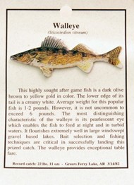 Pin: Walleye